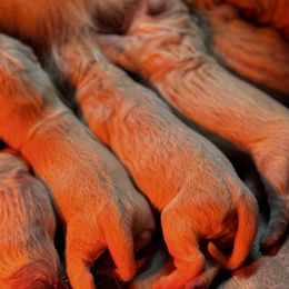 Girl 1 - Light golden female Golden Retriever puppy in Amherst, Virginia from Knight's Golden Acres