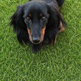 Skittles - Dachshund