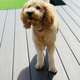 Emma - Goldendoodle