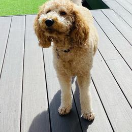 Emma - Goldendoodle