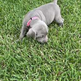 Girl 4 - Weimaraner puppy in Lone Camp, Texas from Bullard’s Weimaraners