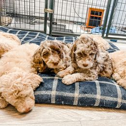 Cockapoo and Goldendoodle Puppies from My Forever Best Friend