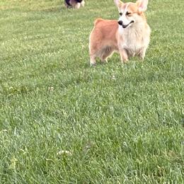 Pembroke Welsh Corgi puppies from Em-K Kennels