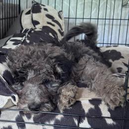 Dendritic - Merle male Goldendoodle puppy in Philadelphia, Pennsylvania from Jah’s Retrievers