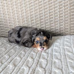 Star - female Australian Mountain Doodle puppy in Winchester, Virginia from Morningstar Goldendoodles