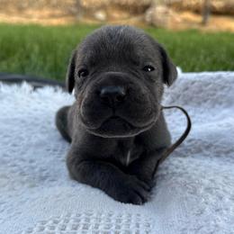 Stormi - Gray female Cane Corso puppy in Utah from 3Lake Kennelz