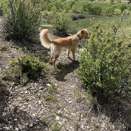 Tessa - Golden Retriever