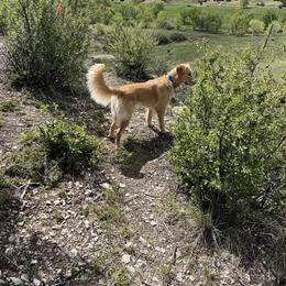 Tessa - Golden Retriever
