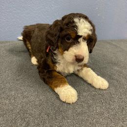 Pudding - Tri-color male Bernedoodle puppy in Waco, Texas from Doodles of Your Dreams (formerly Texana Doodles)