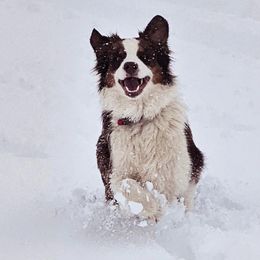 Australian Shepherd puppies from Dyna Aussies