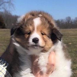 Shetland Sheepdog Puppies from BellaRose Shelties