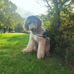 Goldendoodle puppies from Gloria's Goldendoodles