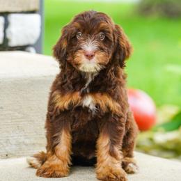 Rascal - Chocolate merle male Bernedoodle puppy in Dundee, Ohio from Down Home Doodle