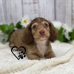 Dachshund, Pomeranian, and Poodle Puppies from Cuddles n Curls