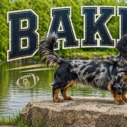 Baker - Dachshund