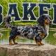Baker