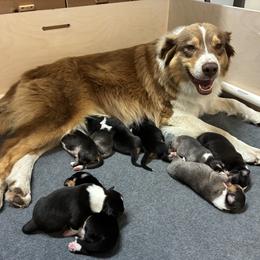 Australian Shepherd puppies from Whinny Hill