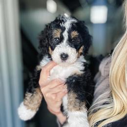 Captian America - Tri-color male Bernedoodle puppy in Jackson, Missouri from Pincksten Family Doodles