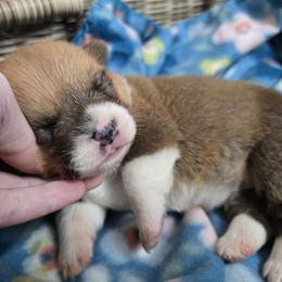 Girl 1 - Red female Pembroke Welsh Corgi puppy in Columbus, Ohio from Rose Water Corgis in Ohio