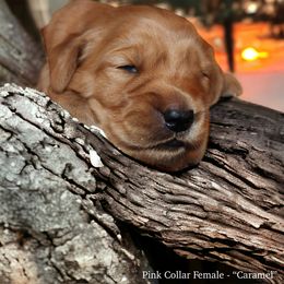 Golden Retriever Puppies from Studley Hill Goldens, LLC.