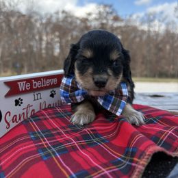 Dasher - Black and cream male Dachshund puppy in Marshfield, Missouri from Hilltop Kennel LLC