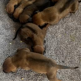 Rhodesian Ridgeback Puppies from Masai's Pride Rhodesian Ridgbacks