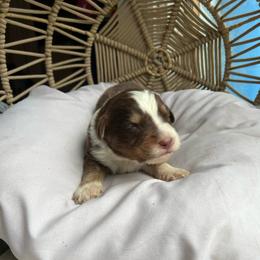 Levi - Red tri-color male Australian Shepherd puppy in Grants Pass, Oregon from Carmel Mountain Aussies