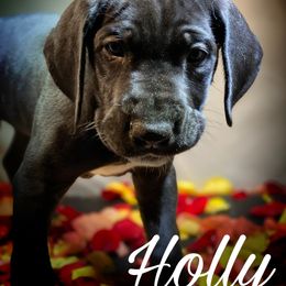 Great Dane Puppies from Sarabi’s Pride of Danes