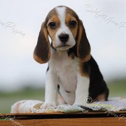 AKC 'Calamity' - Black tan and white female Beagle puppy in Lamar, Missouri from Marti Acres ~ Boston Terrier & Beagles