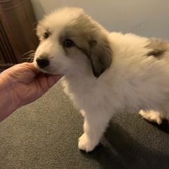 Rose - White and badger female Great Pyrenees puppy in Cincinnati, Ohio from Yelah Pyrenees