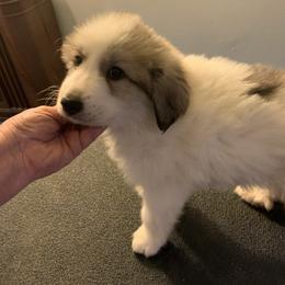 Rose - White and badger female Great Pyrenees puppy in Cincinnati, Ohio from Yelah Pyrenees