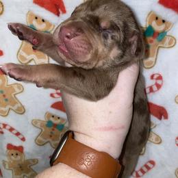 Buddy - Merle male Great Dane puppy in Spartanburg, South Carolina from Pawlmetto Danes