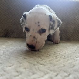 Cherry - White and liver brown female Dalmatian puppy in Fort Walton Beach, Alabama from Kasens Dalmatians