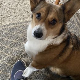 Twig - Pembroke Welsh Corgi