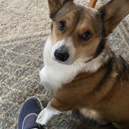 Twig - Pembroke Welsh Corgi