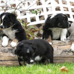 Australian Shepherd Puppies from Diamond C Aussies