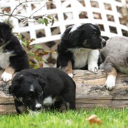 Australian Shepherd Puppies from Diamond C Aussies