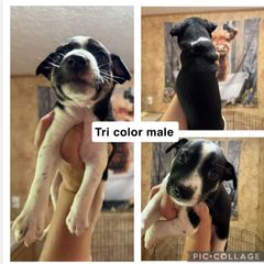 Mountain Feist Puppies from Campbell’s Feist