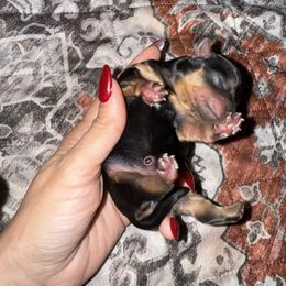 Yorkshire Terrier Puppies from The Yorkie House