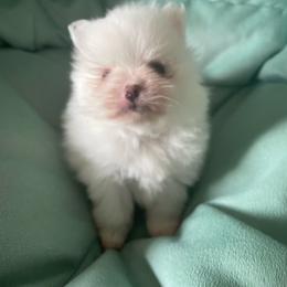 Lillie - White female Pomeranian puppy in Santa Rosa County, Florida from Florida Frenchies By the Sea, LLC