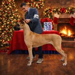 Tiki - Great Dane