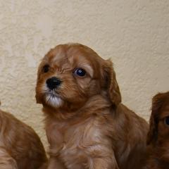 Australian Shepherd, Cavalier King Charles Spaniel, and Cavapoo Puppies from Dogwood & Sassafras Companions