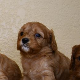Australian Shepherd, Cavalier King Charles Spaniel, and Cavapoo Puppies from Dogwood & Sassafras Companions