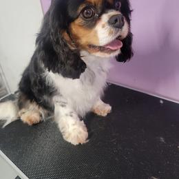 Janetta - Cavalier King Charles Spaniel
