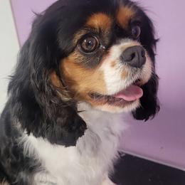 Janetta - Cavalier King Charles Spaniel