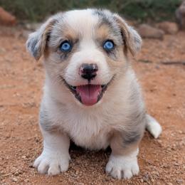 AKC Cardigan Boy 'Dash - Blue merle and white male Cardigan Welsh Corgi puppy in Tombstone, Arizona from WeVolution Off-Grid