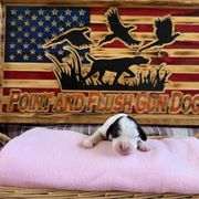 Girl 2 - Blue belton and tan (tri-color) English Setter puppy in Potosi, Wisconsin from Point and Flush Gun Dogs