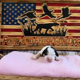 Girl 2 - Blue belton and tan (tri-color) English Setter puppy in Potosi, Wisconsin from Point and Flush Gun Dogs