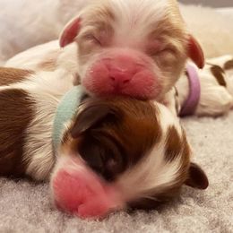 Cavachon, Cavalier King Charles Spaniel, and Cavapoo Puppies from LierChonPoo