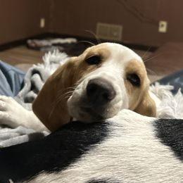 Dally - Basset Hound